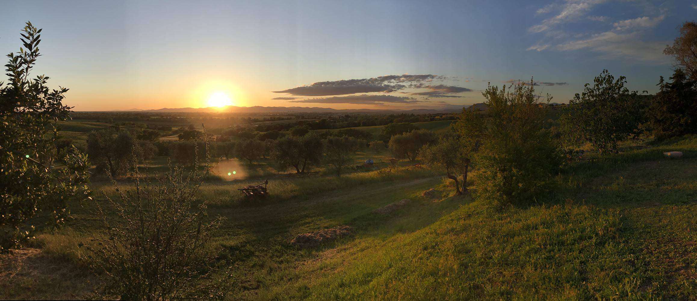 AZIENDA AGRICOLA I TRE POGGI  OLIO EXTRAVERGINE DI OLIVA