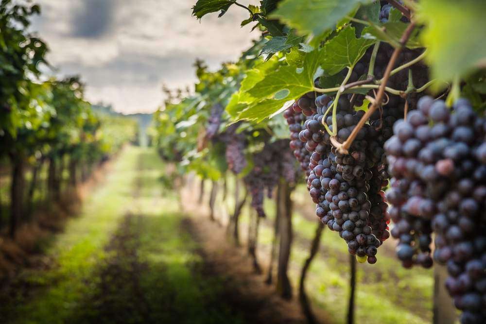 Estate, consorzi vini lombardi in festa ﻿tra vigneti e cantine Prandini (AscoVilo): “Enoturismo farà ripartire il comparto”